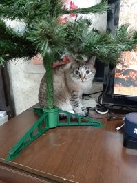 Наша Белочка