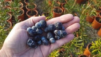 Custard apple - рыхлая зернистая мякоть, в меру сладкая, много небольших косточек размером с фасоль 
Мушмулла - этакие абрикосики.
Illawarra bush plum - ягоды на дереве растут, по вкусу сливовое желе, пектина там похоже очень много