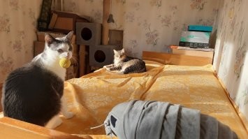 У меня двое таких же, оба из приюта. И тоже ласковые, как будто жили со мной всю жизнь.. Хотя оба были волонтёрами найдены на улице. Но, скорее всего, от них тоже кто-то и когда-то отказался, посчитав их ненужными и обременительными игрушками.