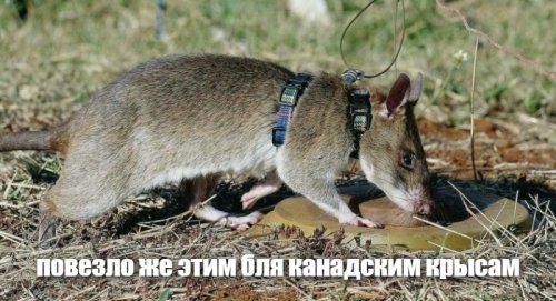 Хозяева научили крыс управлять мини-машинками