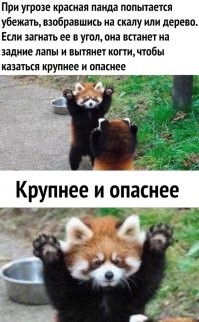 Красная панда испугалась камня