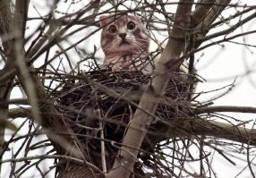 Котики тоже начали обустраивать себе гнезда.