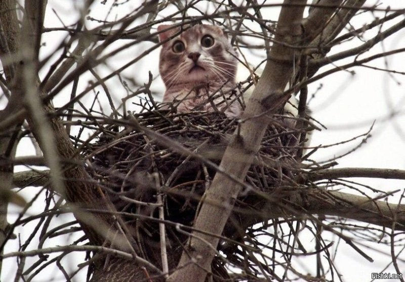 Котики тоже начали обустраивать себе гнезда.