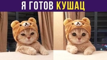 Котлет сколько будет!