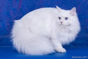 А где Сибирская?