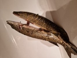 Впечатляющий улов рыбака