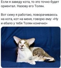 15 пород кошек, которые считаются самыми некрасивыми