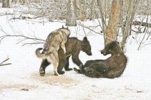Медведи быстро забрались на дерево