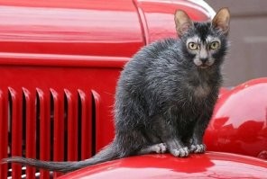 А что на счёт ликоя? )))