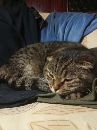 За этого малыша))))

это мое, мужики рассказали, что пол передка разобрать пришлось. да и подгорела об коллектор.
