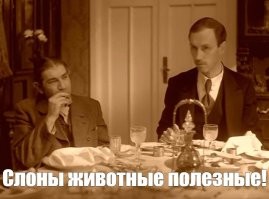 Шутник научил слона плохому