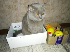к 10 годам - успокоится .. этой коробке года 3