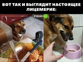 Котик просит хозяйку поделиться с ним едой