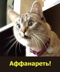 Как выглядят питомцы до и после включения режима «любопытной Варвары»