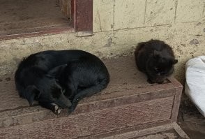 У нас под Угледаром, на хозяйстве был похожий кот. То-ли контуженый, то-ли его клещ укусил, но ходил он боком и голову выворачивал. Добрый такой. Так жалко его. Была бы возможность, домой забрал бы.