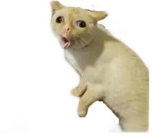 Там еще кот был и всех видел...