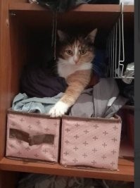 Моя кошка обожает дачу, спокойно выдерживает дорогу не только туда, но и  4-5 часов в другой город, например, но при звуках вытаскивания котовозки с балкона скрывается  в параллельном пространстве. Да так, что пару раз ее не вышло найти.