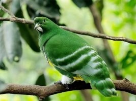 Новокаледонский голубь - выглядит как логотип сбербанка.