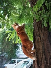 А ещё надо контролировать двор.