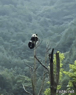 Блин, панда-то жива? А то судя по видосам они с деревьев спускаются только при помощи гравитации.... У китайцев даже медведи ненастоящие,но прикольные....