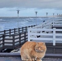 А вот им не нужно просить хозяев выгулять на море. Сами наслаждаются.