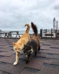 А вот им не нужно просить хозяев выгулять на море. Сами наслаждаются.