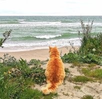 А вот им не нужно просить хозяев выгулять на море. Сами наслаждаются.