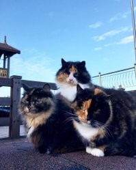 А вот им не нужно просить хозяев выгулять на море. Сами наслаждаются.