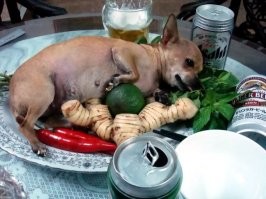 15 угарных животных, которые работают лучше всяких антидепрессантов