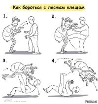 Кусаем всех! Москву и Подмосковье атаковали клещи