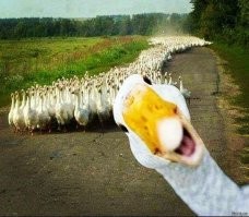 Потом заявились гуси, когда же меня отпустит!?