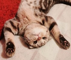 Мой Шуберт любит отчаянно броситься в рукопашную на мою руку, пытаясь передними лапами слегка закогтить запястье и учинить КУСЬ! Причём сразу за "кусем" идёт "извинительный ЛИЗЬ покоцанных мест". 
То есть - Шуба с детства соблюдает "правила игры": он не царапается и небольно делает КУСЬ, а взамен не получает тапком по своей Шерстяной Жопке. 
Всем весело, все довольны! 
Он вообще получился Очень Воспитанный и Доброжелательный Котэ: ни разу не попытался "отомстить в тапки" (хотя пару-тройку раз за "косяки" ему Живительных Люлей доставалось, особенно в юности), ни одной пары порванных колготок у подруг жены, пришедших в гости, и он позволяет им себя затискать.
Не тырит еду со стола (хотя он - "фруктоед": за бананы, виноград, дыню или кусочек яблока/груши готов душу продать)
Он даже "наносит посильную пользу в хозяйстве" - охотит и лопает мух! ШУба - "Шерстяной Убийца". И помогал мне монтировать теплый пол на лоджии
