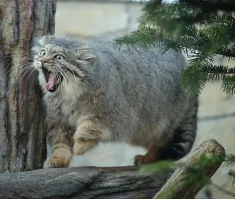 В смысле, в субботу работаем?