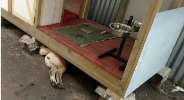 Домики повышенной комфортности для лучших друзей