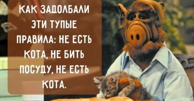 Пёс боится котёнка