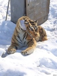 За этим что ли?