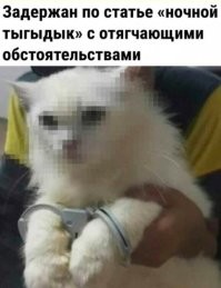 Кот нарушил закон и был арестован