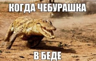 Впечатляющая скорость аллигатора