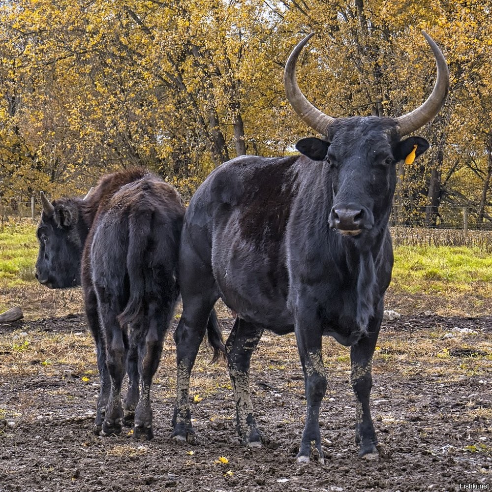 На американском континенте бизоны с коровы срещиваются. Получается бифало (beef говядина, buffalo - бизон). В общем вполне возможно что по весне и эта коровка замешается с зубрами.