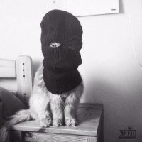 Корм котам, мяуе.