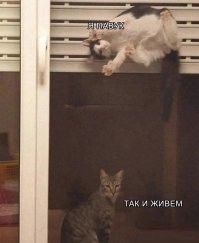 Мемы из соцсетей. Свежак за 24 апреля