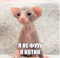 Кот изучает котёнка сфинкса