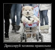 Дорогу королю: парень выгуливает своего кота