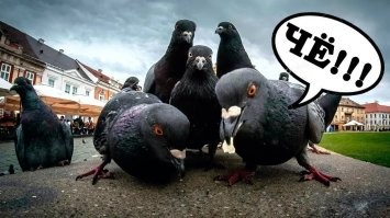 Намешалось