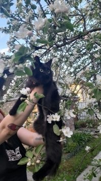 Весенние котики