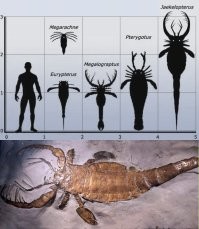 Кстати, хорошо, что уменьшились хоть эти... ракообразные.