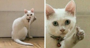 В музее Выборгского замка котика Персея приняли в штат как работника научного отдела