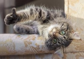 В музее Выборгского замка котика Персея приняли в штат как работника научного отдела