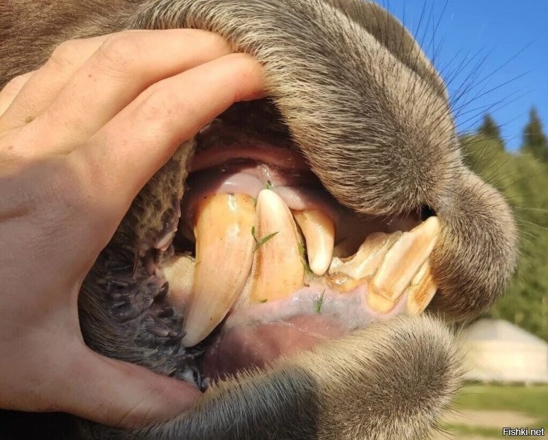 У них даже зубы страшнее чем у волка.
