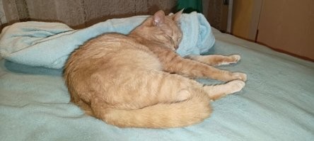 Дремлющие котики